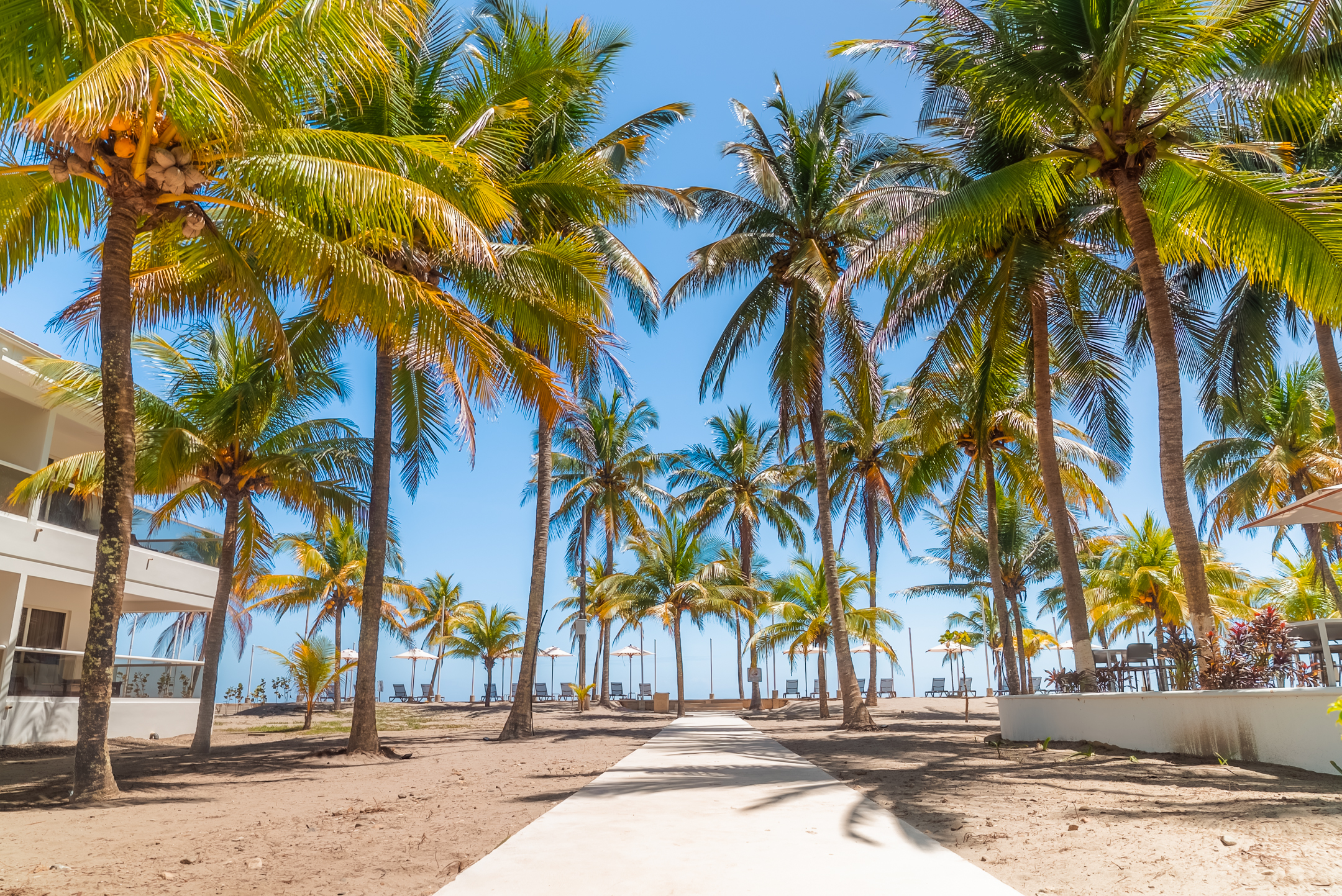 Camino hacia la playa rodeado de palmeras